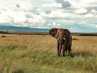 Oost-Afrika (Kenia en Oeganda)